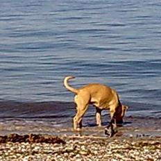 Amerikansk staffordshire terrier mille