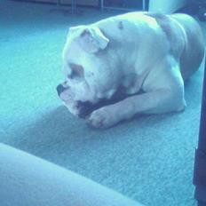 Amerikansk bulldog boxzo