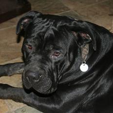 Cane corso Tarzan