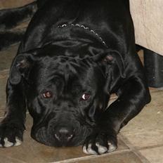 Cane corso Tarzan