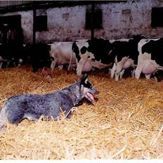 Australsk cattledog Red Alert`s blue Isis