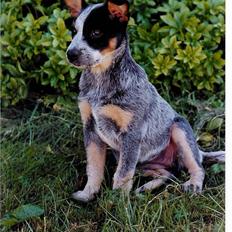 Australsk cattledog Red Alert`s blue Isis
