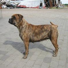 Bullmastiff Freja