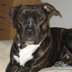Amerikansk staffordshire terrier Teison