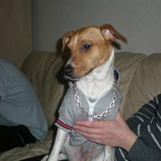 Dansk svensk gaardhund Tyson Solgt