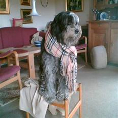 Schapendoes Bitte de old gries