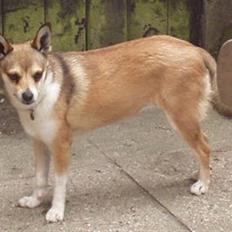 Norsk lundehund Heldager's Liv