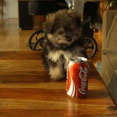 Blanding af racer Viggo