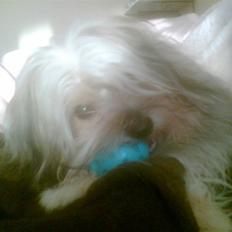 Blanding af racer Viggo