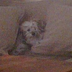 Blanding af racer Viggo