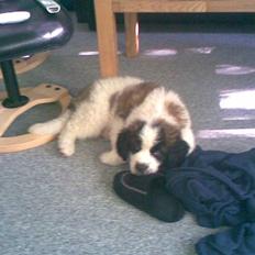 Sankt bernhardshund Sofus