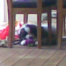 Sankt bernhardshund Sofus