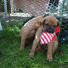 Blanding af racer Sally