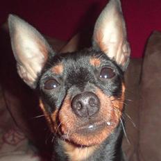 Dvaergpinscher Hope aka Muffin