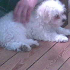 Malteser Maxi *Nu 1 år gammel*