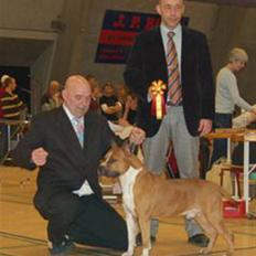 Amerikansk staffordshire terrier Reese