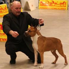 Amerikansk staffordshire terrier Reese
