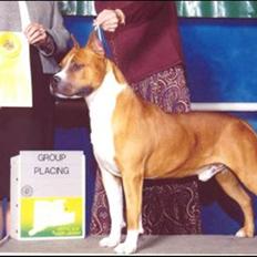 Amerikansk staffordshire terrier Reese