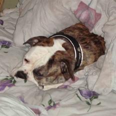 Amerikansk bulldog Margrethelunds Zjanel