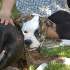 Amerikansk bulldog Margrethelunds Zjanel