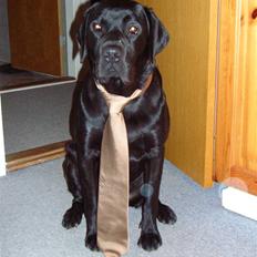 Newfoundlænder Harley