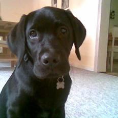 Newfoundlænder Harley