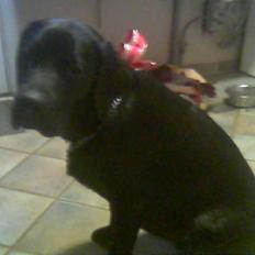 Newfoundlænder Harley