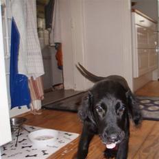 Flat coated retriever Fia (Kennelnavn Honey) 