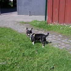 Chihuahua Perle - Himmelhund :(