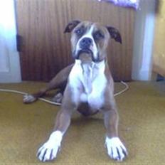 Amerikansk staffordshire terrier Armani