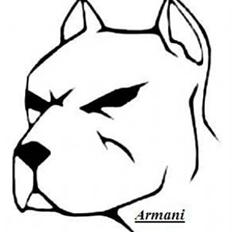 Amerikansk staffordshire terrier Armani