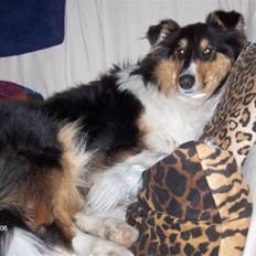 Collie langhåret Mollie