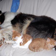 Collie langhåret Mollie