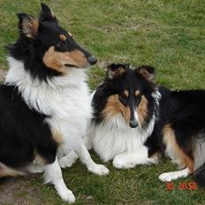 Collie langhåret Mollie