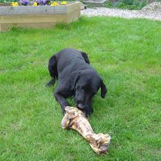 Labrador retriever Zippy
