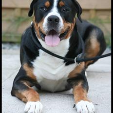 Grosser schweizer sennenhund Keev - 