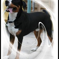 Grosser schweizer sennenhund Keev - 