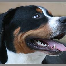 Grosser schweizer sennenhund Keev - 
