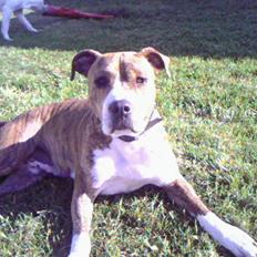Amerikansk staffordshire terrier Tara R.I.P.
