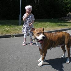 Amerikansk staffordshire terrier Tara R.I.P.