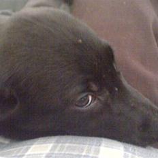 Blanding af racer Chevy56