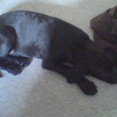 Blanding af racer Chevy56