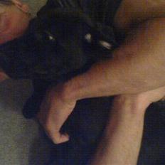 Blanding af racer Chevy56