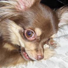 Chihuahua Isabell