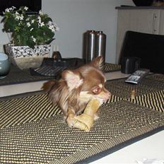 Chihuahua Isabell