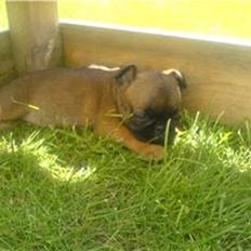 Griffon petit brabancon My R.I.P