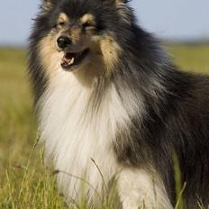 Shetland sheepdog Capstone Nice little Jack