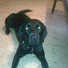 Labrador retriever Trunte * passede/min*