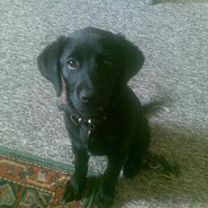 Labrador retriever Trunte * passede/min*