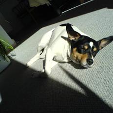 Dansk svensk gaardhund Lucky